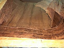 Πάπυρος σε Διάφορα Μεγέθη και 2 χρώματα