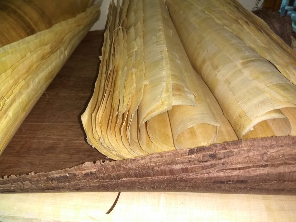 Πάπυρος σε Διάφορα Μεγέθη και 2 χρώματα