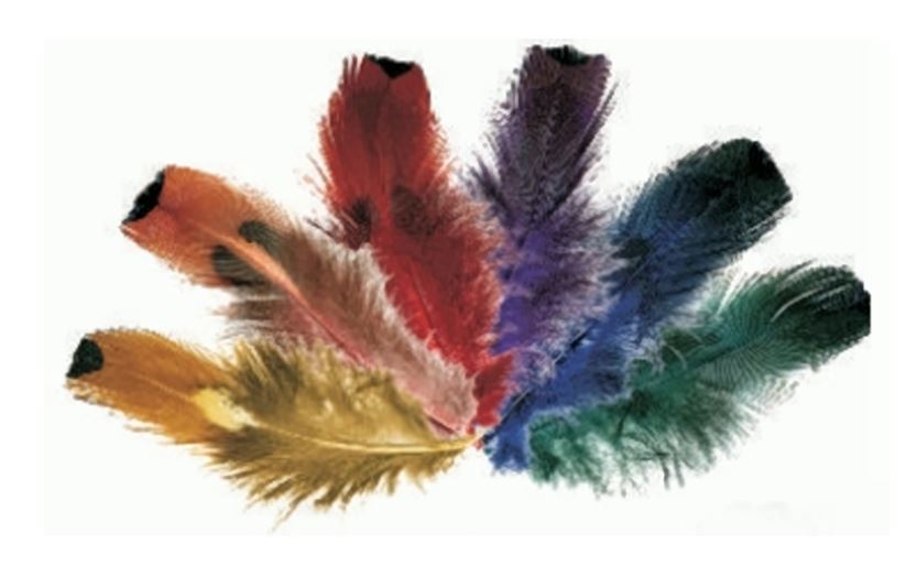 Meyco Fasan-Goldside Federn πούπουλα σετ